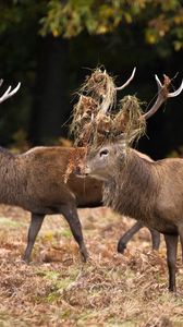 Preview wallpaper deer, couple, grass, wood, family