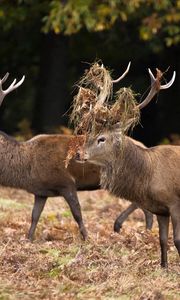 Preview wallpaper deer, couple, grass, wood, family