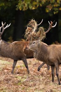 Preview wallpaper deer, couple, grass, wood, family