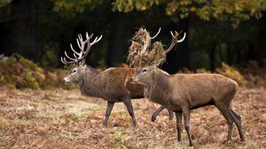 Preview wallpaper deer, couple, grass, wood, family