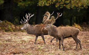 Preview wallpaper deer, couple, grass, wood, family