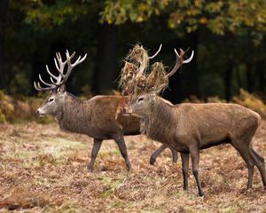 Preview wallpaper deer, couple, grass, wood, family