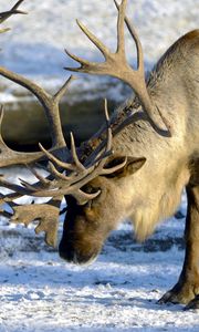 Preview wallpaper deer, couple, horns, nature