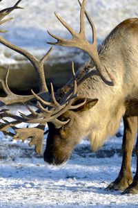 Preview wallpaper deer, couple, horns, nature