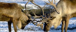 Preview wallpaper deer, couple, horns, nature