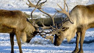 Preview wallpaper deer, couple, horns, nature