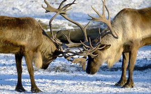 Preview wallpaper deer, couple, horns, nature