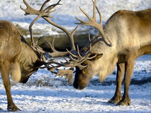 Preview wallpaper deer, couple, horns, nature