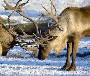 Preview wallpaper deer, couple, horns, nature