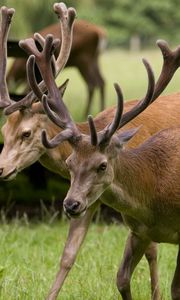 Preview wallpaper deer, couple, walk, horns, grass