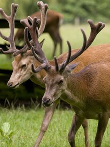 Preview wallpaper deer, couple, walk, horns, grass