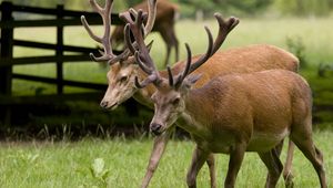 Preview wallpaper deer, couple, walk, horns, grass