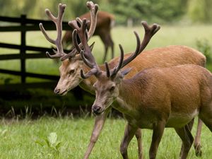 Preview wallpaper deer, couple, walk, horns, grass