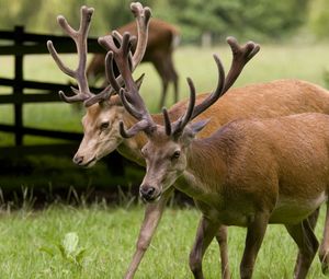 Preview wallpaper deer, couple, walk, horns, grass