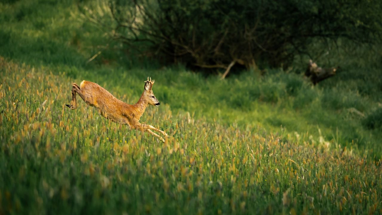 Wallpaper deer, cub, wildlife, grass