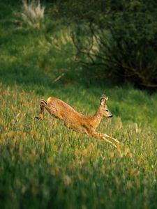 Preview wallpaper deer, cub, wildlife, grass