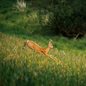 Preview wallpaper deer, cub, wildlife, grass