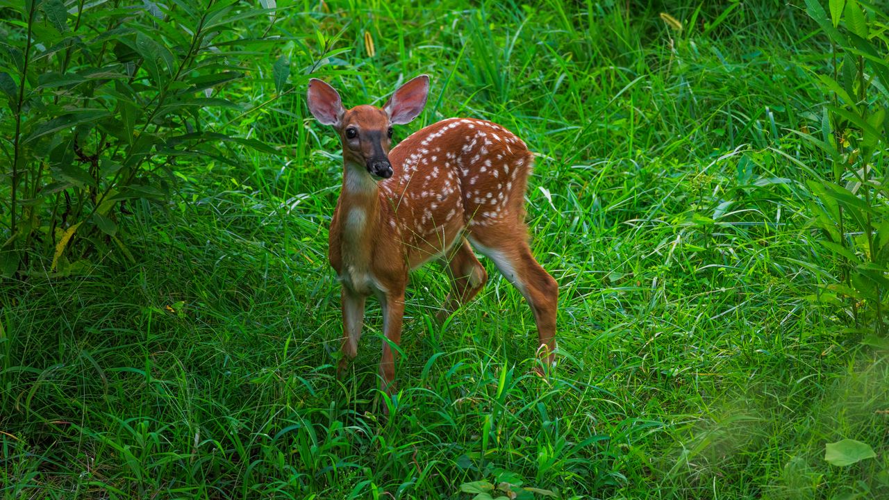 Wallpaper deer, cute, grass, leaves, animal, green