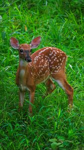 Preview wallpaper deer, cute, grass, leaves, animal, green
