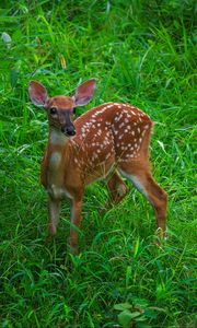 Preview wallpaper deer, cute, grass, leaves, animal, green