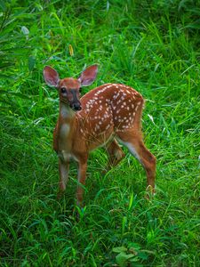 Preview wallpaper deer, cute, grass, leaves, animal, green