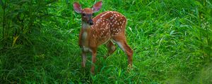 Preview wallpaper deer, cute, grass, leaves, animal, green