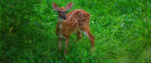 Preview wallpaper deer, cute, grass, leaves, animal, green