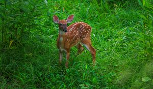 Preview wallpaper deer, cute, grass, leaves, animal, green
