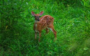 Preview wallpaper deer, cute, grass, leaves, animal, green
