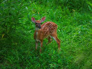 Preview wallpaper deer, cute, grass, leaves, animal, green