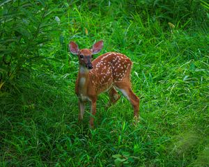 Preview wallpaper deer, cute, grass, leaves, animal, green