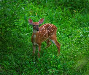 Preview wallpaper deer, cute, grass, leaves, animal, green