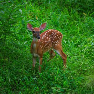 Preview wallpaper deer, cute, grass, leaves, animal, green