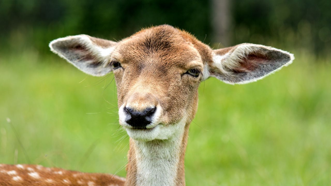 Wallpaper deer, face, eyes, ears