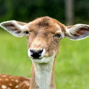 Preview wallpaper deer, face, eyes, ears