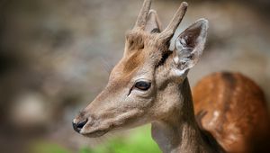 Preview wallpaper deer, face, eyes, mottled