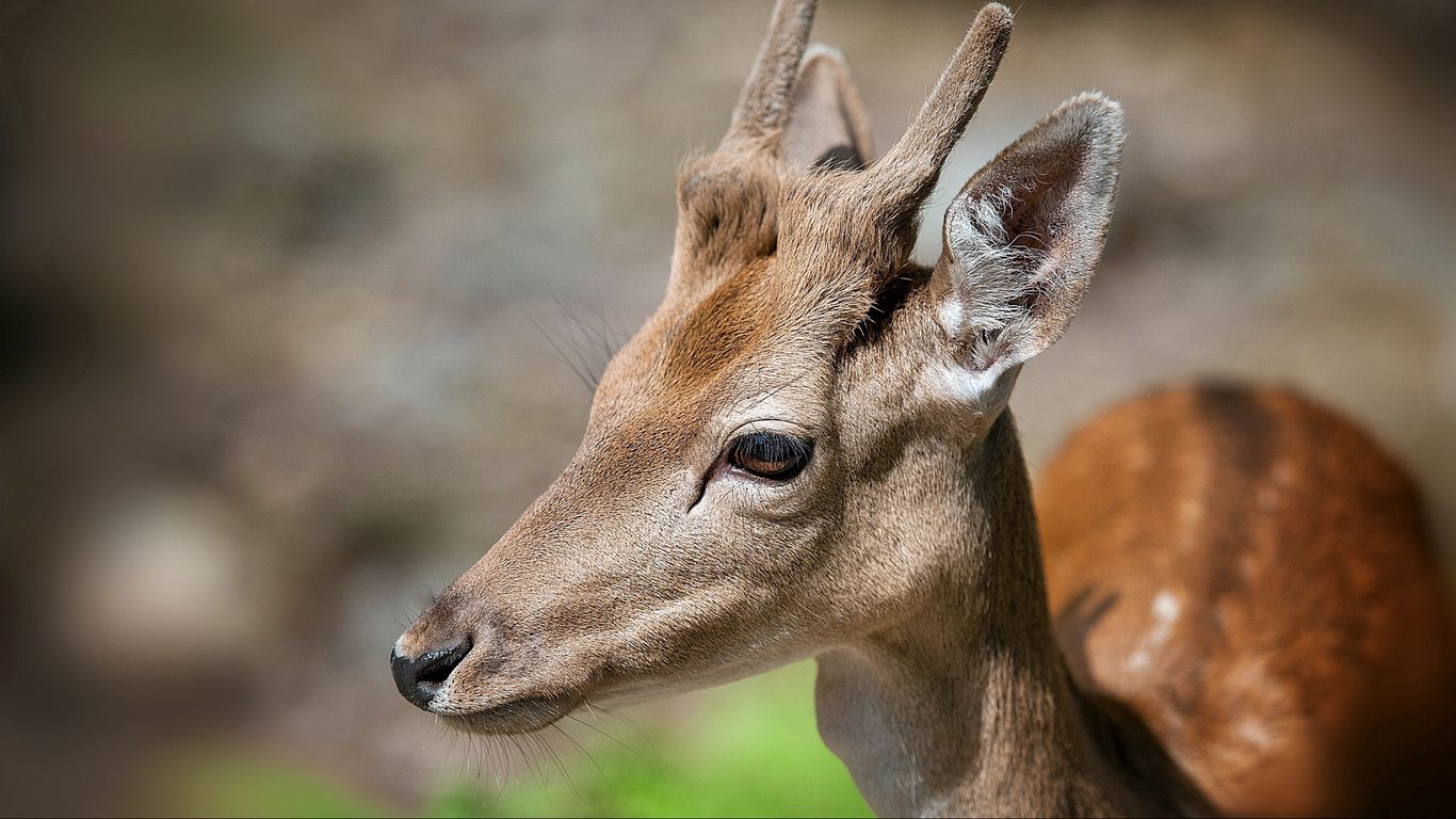 Download wallpaper 1366x768 deer, face, eyes, mottled tablet, laptop hd