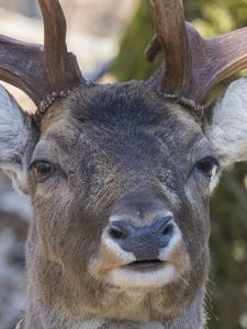Preview wallpaper deer, fallow deer, muzzle, horns
