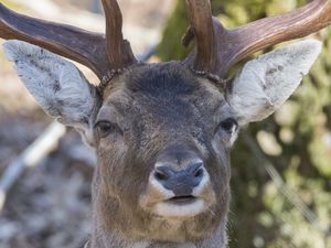 Preview wallpaper deer, fallow deer, muzzle, horns