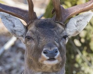 Preview wallpaper deer, fallow deer, muzzle, horns