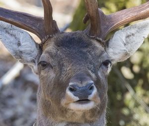 Preview wallpaper deer, fallow deer, muzzle, horns