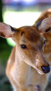 Preview wallpaper deer, fallow deer, muzzle, spotted