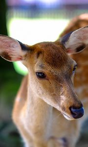 Preview wallpaper deer, fallow deer, muzzle, spotted