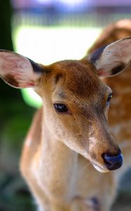 Preview wallpaper deer, fallow deer, muzzle, spotted