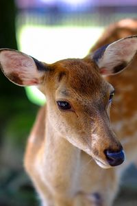 Preview wallpaper deer, fallow deer, muzzle, spotted