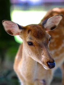 Preview wallpaper deer, fallow deer, muzzle, spotted