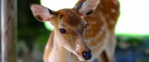 Preview wallpaper deer, fallow deer, muzzle, spotted