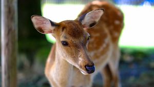 Preview wallpaper deer, fallow deer, muzzle, spotted