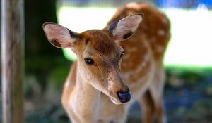 Preview wallpaper deer, fallow deer, muzzle, spotted