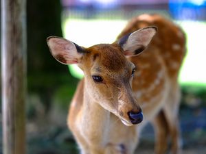 Preview wallpaper deer, fallow deer, muzzle, spotted